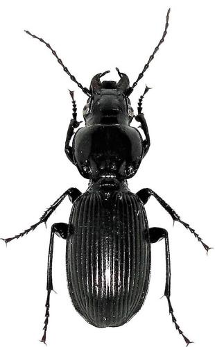 Pterostichus madidus